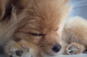 ブラッシングされながら寝ちゃう子犬、無防備すぎて可愛い!
