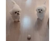 旅行の準備を察知した犬さんたち、スーツケースの前でじっと動かなくなってしまった