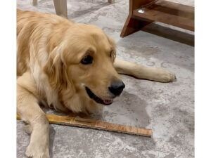 「これはボクのだから！」木の棒を守る犬さん、取られそうになるたびに嬉しそうな反応？