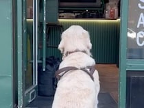 お店に入れない犬さん、大好きな人を外に呼び出すための作戦が賢すぎた