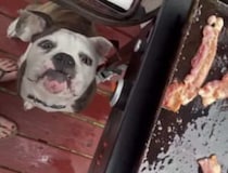 すごい顔で上を見上げる犬さん、何をしているのかと思ったら…