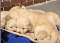 大きくなったら1匹で使うんだよ〜！ ぎゅうぎゅうでベッドに入る子犬さん。