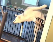 柵を越えたい犬、あえてジャンプはしないのだ！
