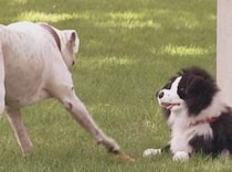 もしも、ぬいぐるみが突然動き出したら… 犬にドッキリを仕掛けてみた！