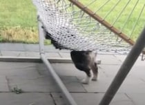 「せめて上に乗ってみたい！」どうしてもハンモックで寝れない犬