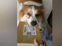 犬「荷物じゃなくて癒しをお届けしま〜す！」