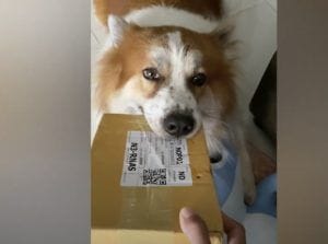 犬「荷物じゃなくて癒しをお届けしま〜す！」