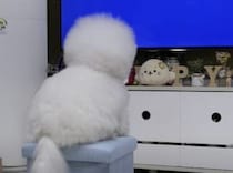 テレビが大好きな犬さん、電源を切られたらどんな反応を…