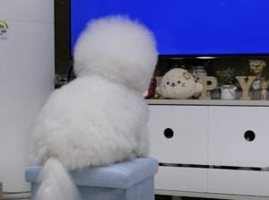 テレビが大好きな犬さん、電源を切られたらどんな反応を…