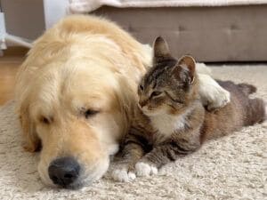 犬さんに甘えにきた猫さん、気づいたら優しくハグされていた