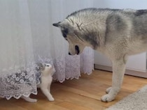 カーテンに隠れた子猫を探す犬さん、まるで本当のきょうだいみたいに仲良し！