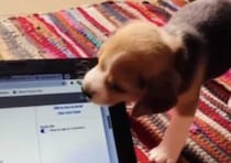 子犬「コレ… そんなに特別なものなの？」パソコンが気になりすぎて、試食！