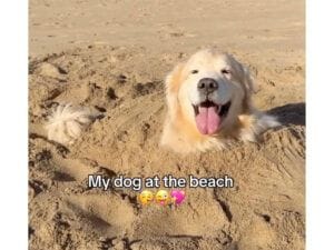 お家で退屈すぎてしょんぼりしていた犬さん、海に着いた途端テンションが爆発！