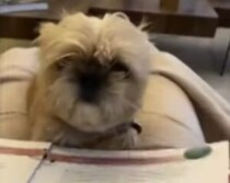 どんどん頭がボサボサになっていく犬… その理由は飼い主のせい？