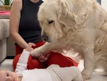 お母さんと赤ちゃんの間に割り込んでくる犬さん、小さなライバルに嫉妬心が爆発！