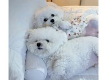 ベッドで飼い主さんにぴったりくっつく2匹の犬さん、平和すぎて眠気がうつりそう