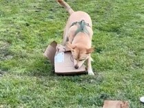 高級なおもちゃより段ボール箱！ 犬さんの本気の解体作業がすごかった