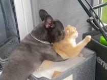猫さんが大好きすぎるフレンチブルドッグさん、全力でハグして離さなかった！