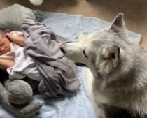犬「いや、ボクは赤ちゃん見てるんで」 飼い主が呼んでも動かない！