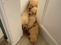 ドアを開けたら子犬さんたちが大渋滞！ 短いあんよで駆け寄る姿にほっこり