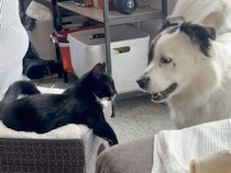 仲良く顔を寄せ合う犬さんと猫さん、何やら熱心にお話し中？