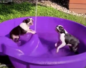 このプール噴水も出る！ 2匹の犬さんも大盛り上がり♪