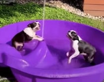このプール噴水も出る！ 2匹の犬さんも大盛り上がり♪