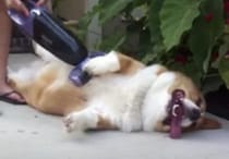 犬「はい！思いっきり吸って〜！」掃除機で抜け毛対策するワンコ