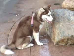 お尻が危ない〜!噴水口に座っちゃった犬。このままだと水が飛び出して…
