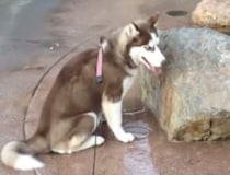 お尻が危ない〜！噴水口に座っちゃった犬。このままだと水が飛び出して…