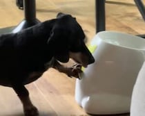 ひとりでボール遊びできるおもちゃの使い方を覚えた犬さん、夢中になって走り回る！