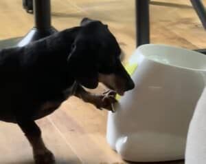 ひとりでボール遊びできるおもちゃの使い方を覚えた犬さん、夢中になって走り回る！