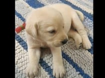 ふぁあ… もうダメ、寝ます。可愛らしい子犬のお昼寝