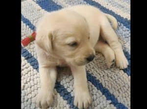 ふぁあ… もうダメ、寝ます。可愛らしい子犬のお昼寝