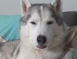 スッキリしすぎて変な感じ？ ハスキー犬の表情が…