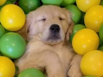 起きる気配ゼロ。ボールプールの中でぐっすり眠る子犬さんたち