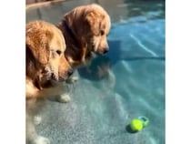 顔を濡らすのはちょっと… プールのボール救出に迷う子犬さんたち