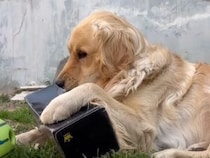 黒い箱をくわえて離さない！お気に入りを見つけた犬さんのかわいい抵抗