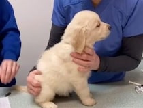 子犬「なにが始まるの…？」 初めての注射にドキドキ。なでなでされながら頑張る