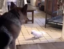 番犬の座がピンチ…？ 鳴き声を盗られちゃった！