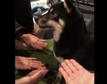 柴犬も困惑！ 4人同時にお手を求められたら…