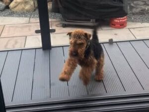 見えない壁があるの?開いているドアの前で慎重になる犬さん