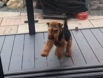 見えない壁があるの？開いているドアの前で慎重になる犬さん