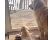 「ね、おもしろいでしょ？」大人の犬さんと子犬さんのリスさん観察タイム