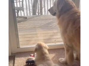 「ね、おもしろいでしょ？」大人の犬さんと子犬さんのリスさん観察タイム
