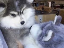 愛犬に似ているぬいぐるみをプレゼントしてみたら… 喜んでくれるかな？