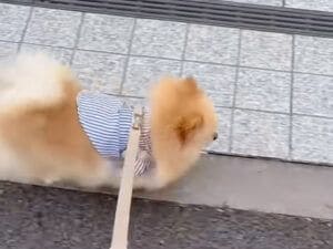 お名前を聞かれたポメラニアンさん、おばあちゃんの聞き間違いにほっこりするお散歩時間