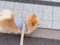 お名前を聞かれたポメラニアンさん、おばあちゃんの聞き間違いにほっこりするお散歩時間