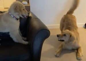 いないいないばぁ〜!子犬の遊び相手をしてあげるゴールデンレトリバーさん