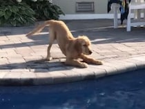 「えいっ！」初めてのプールに飛び込む子犬さんの大冒険